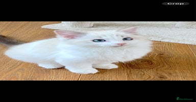 Ragdoll cats - Advert 16