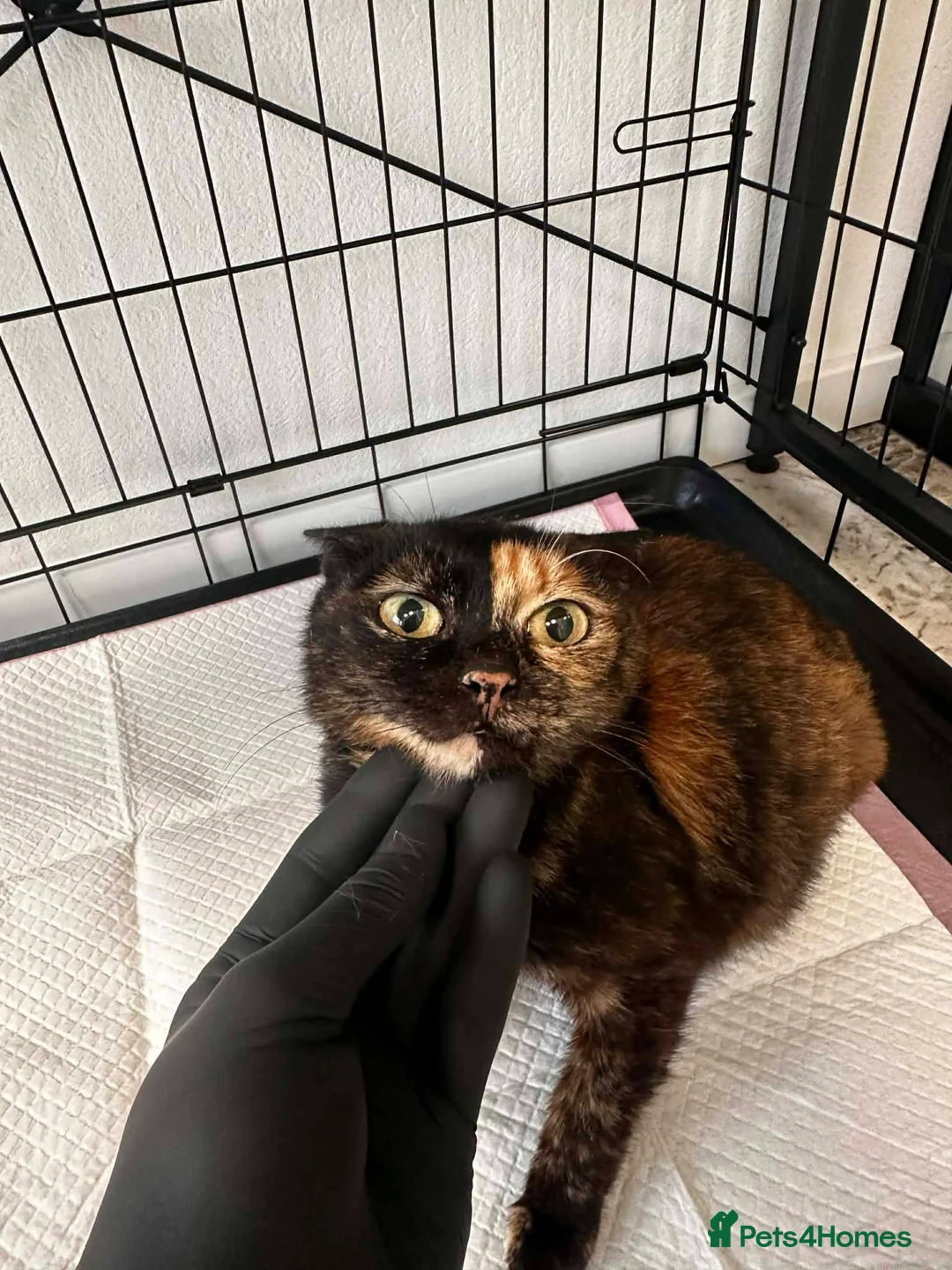 Mixed Breed cats for adoption: Emilie for adoption - Advert 6