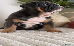 English Bulldog dogs for sale: Top quality English bulldog puppies  - Image 25