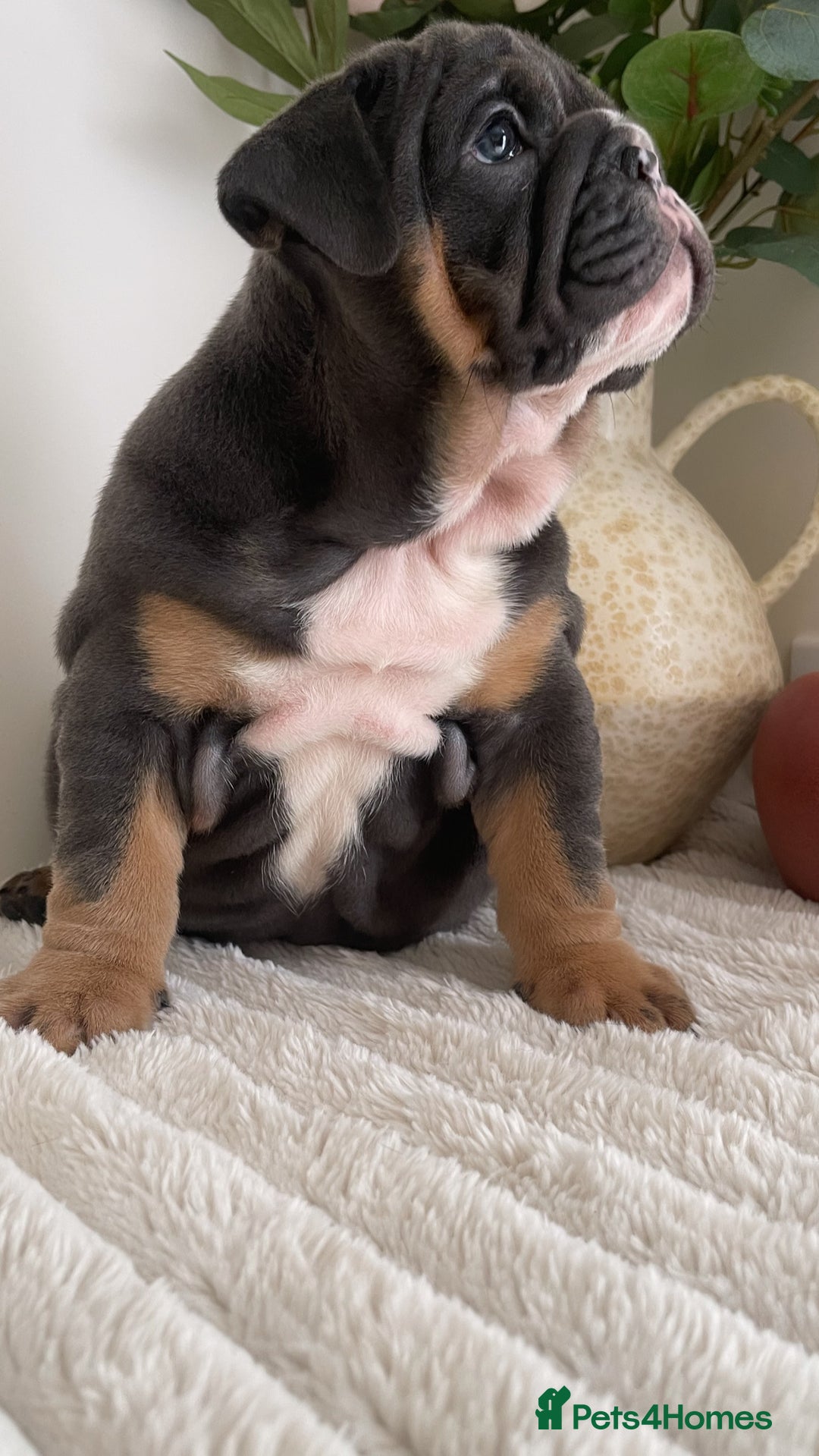 English Bulldog dogs for sale: Top quality English bulldog puppies  - Image 25