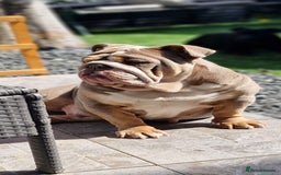 English Bulldog dogs for sale: Epic bullyz bulldog stella - Advert 2