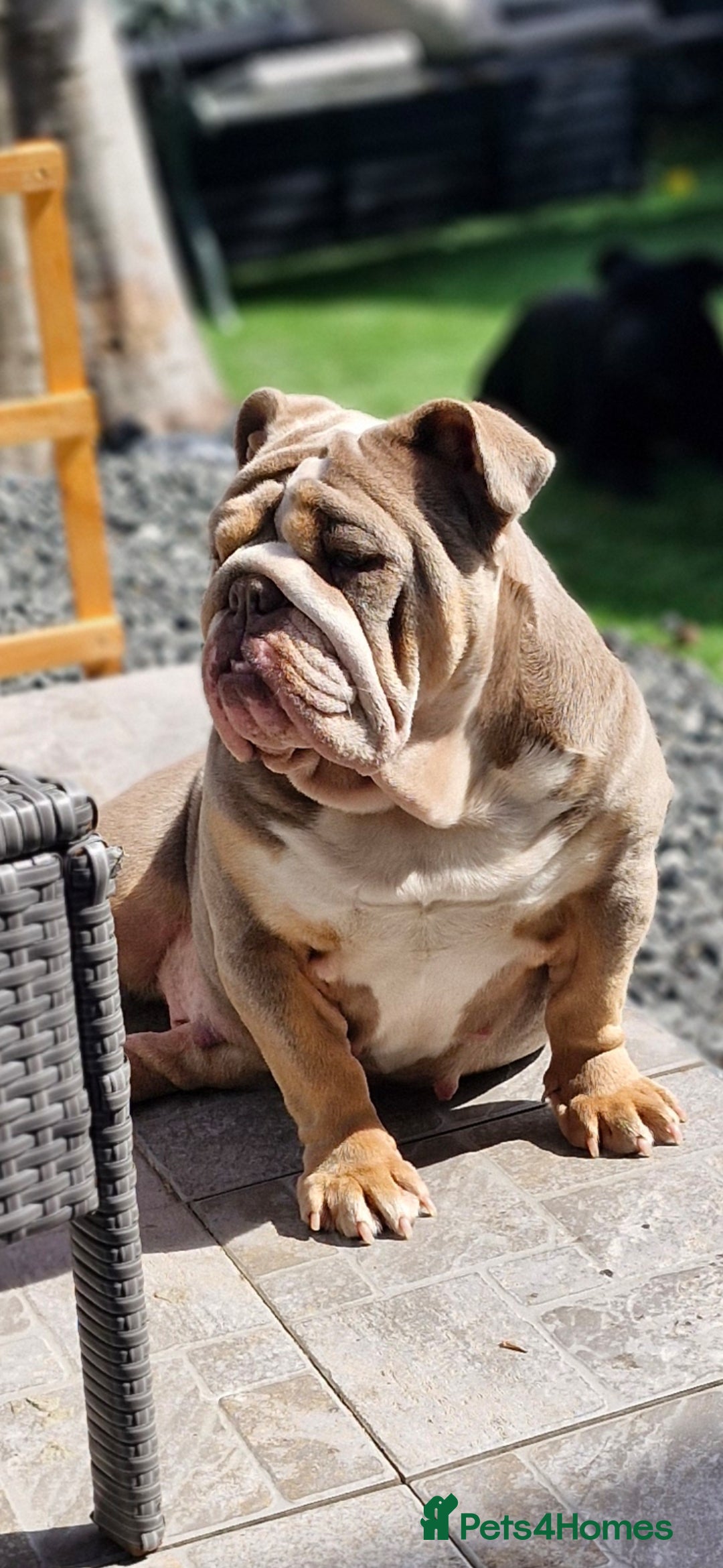 English Bulldog dogs for sale: Epic bullyz bulldog stella - Advert 2