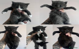 Mixed Breed cats for sale: Kittens Grey and Black - Image 1