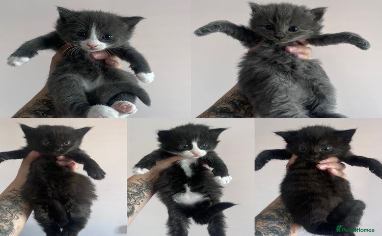 Mixed Breed cats - Advert 1