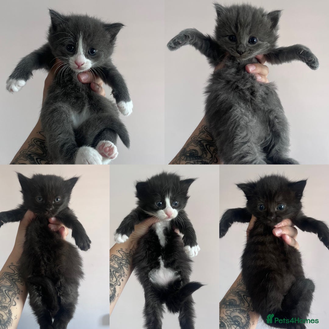 Mixed Breed cats for sale: Kittens Grey and Black - Image 1
