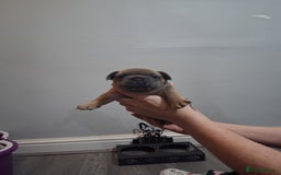 French Bulldog dogs for sale: French bulldogs - Image 12