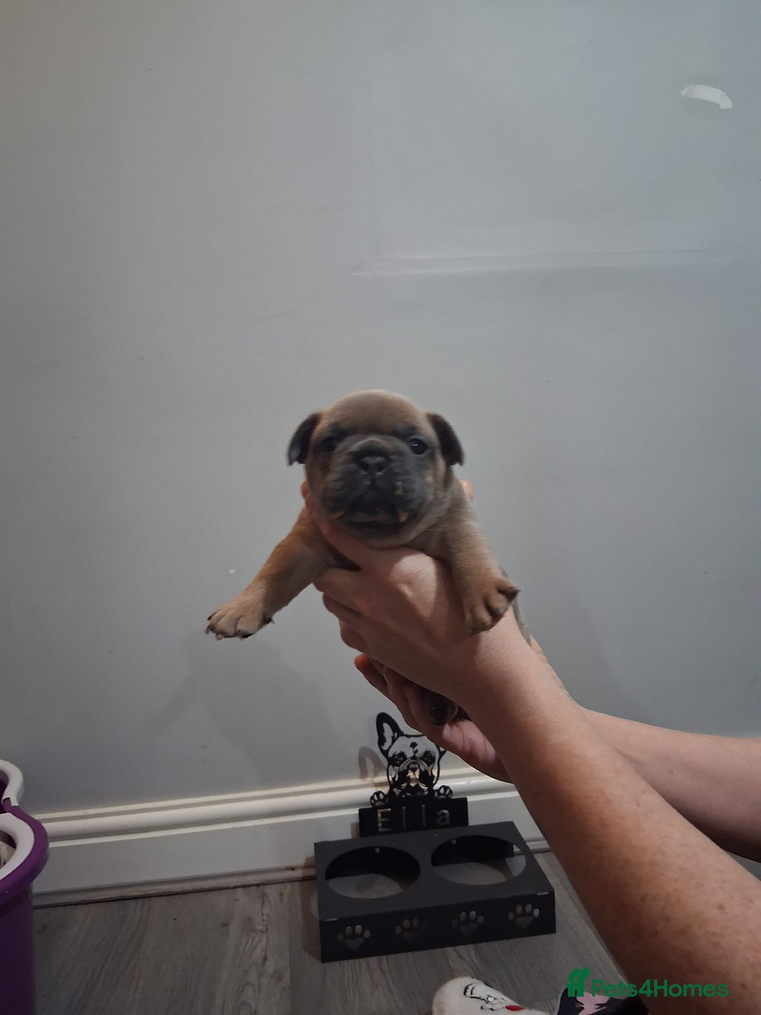 French Bulldog dogs for sale: French bulldogs - Image 12