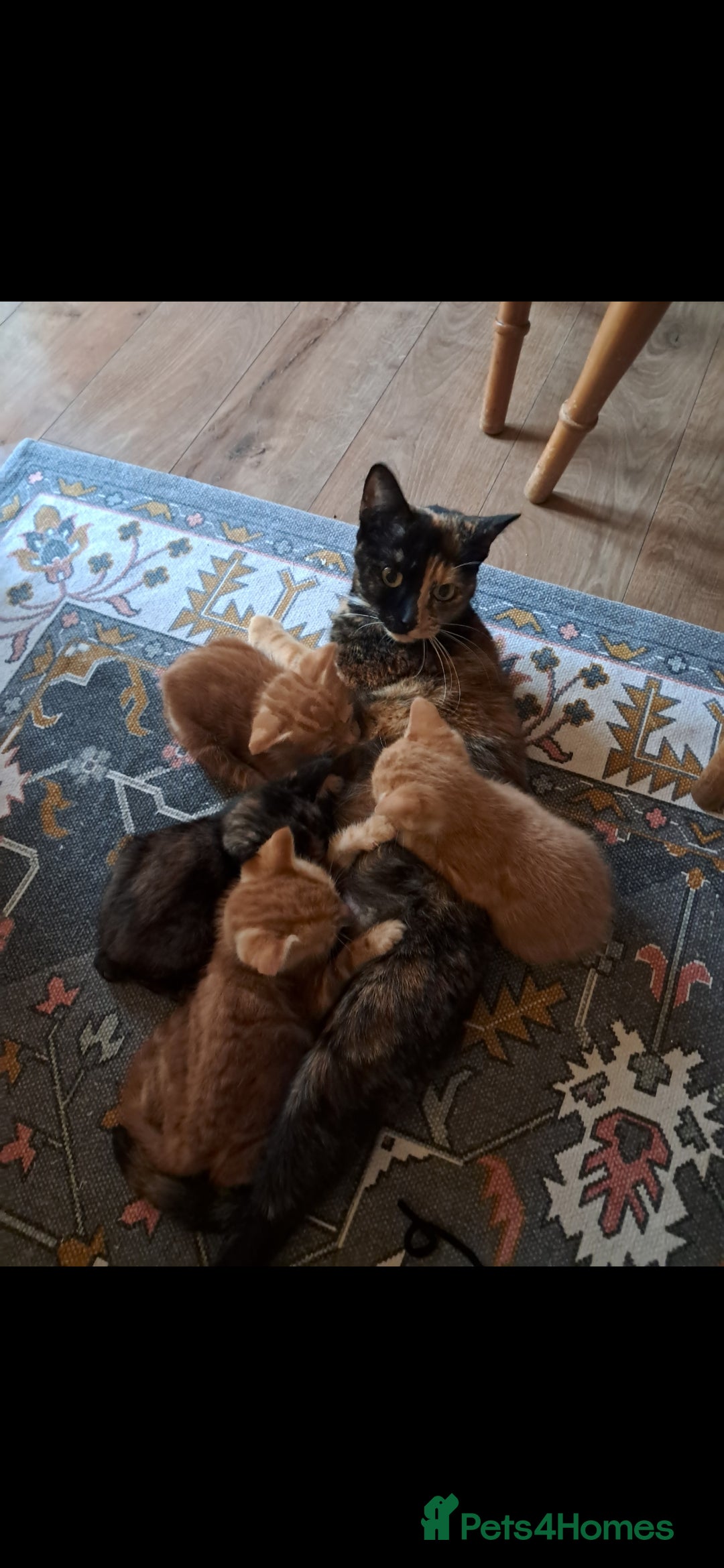 Mixed Breed cats for sale: 5 month old kitten for sale  - Advert 4