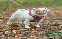 Pug dogs for sale: Pink Pug Girl Available - Image 5