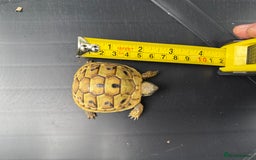 Hermann Tortoise reptiles for sale: Baby Hermanns tortoise and setup delivered to you - Advert 4