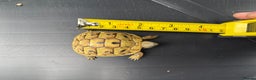 Hermann Tortoise reptiles for sale: Baby Hermanns tortoise and setup delivered to you - Advert 4