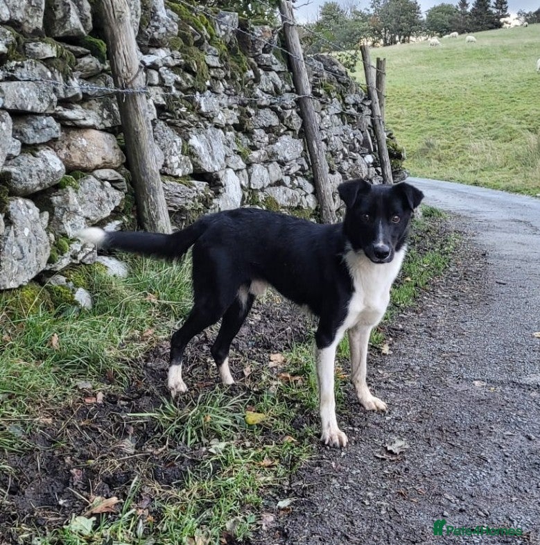 Border Collie dogs Loving Home Wanted for Jac  - Advert 1