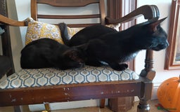 Mixed Breed cats for sale: Gorgeous black kittens - Image 5
