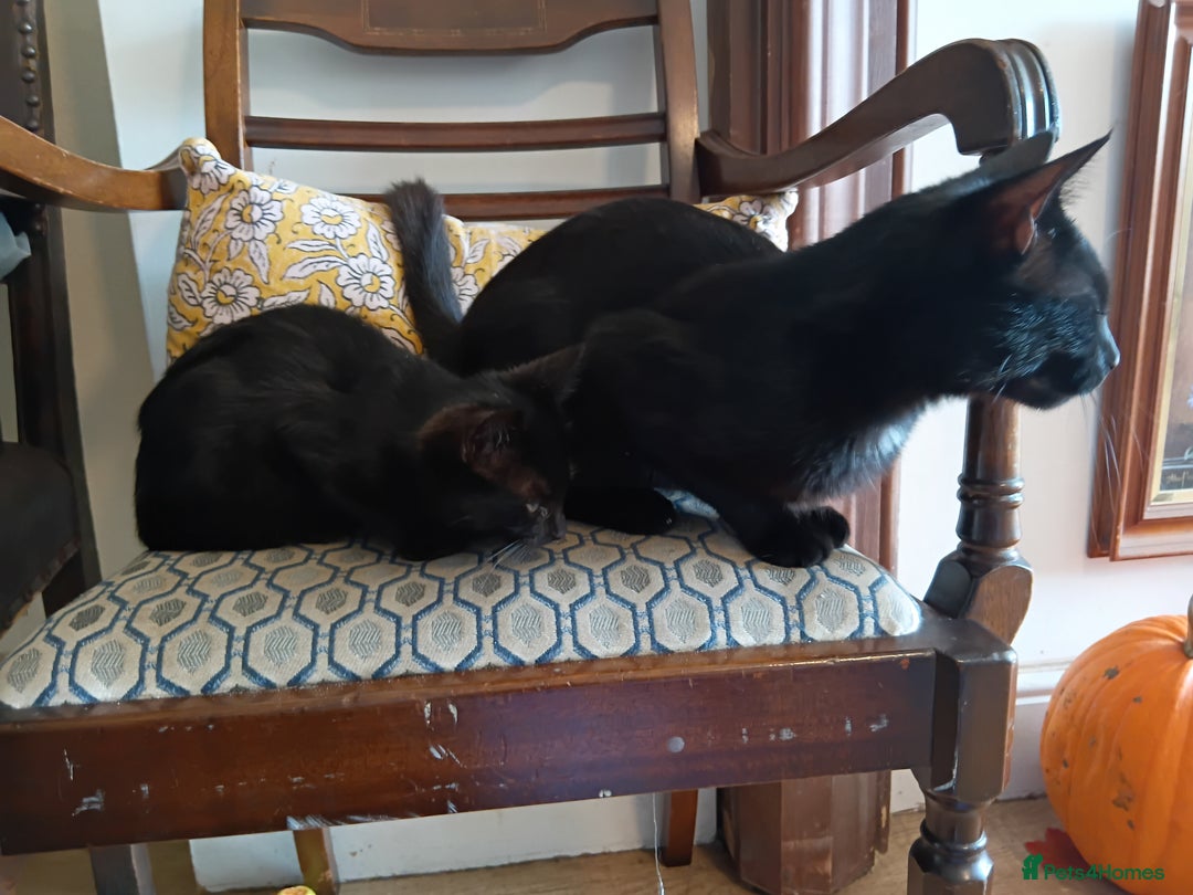 Mixed Breed cats for sale: Gorgeous black kittens - Image 5