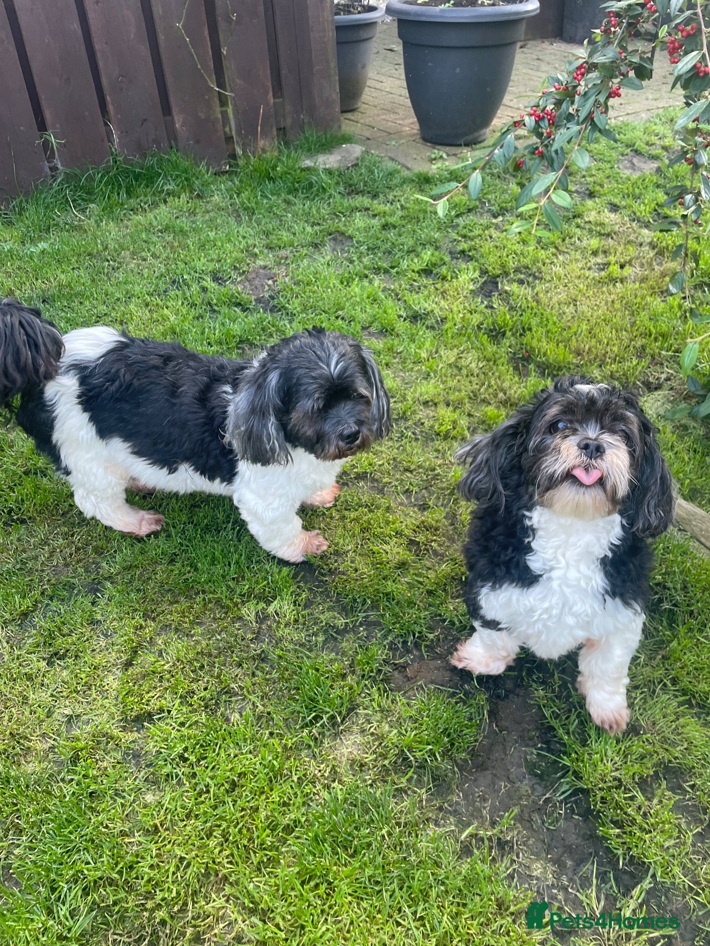 Lhasa Apso dogs Male and female Lhasa apso rehome  - Advert 1