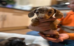 Miniature Dachshund dogs for sale: Stunning rainbow litter mini dachshunds - Advert 16