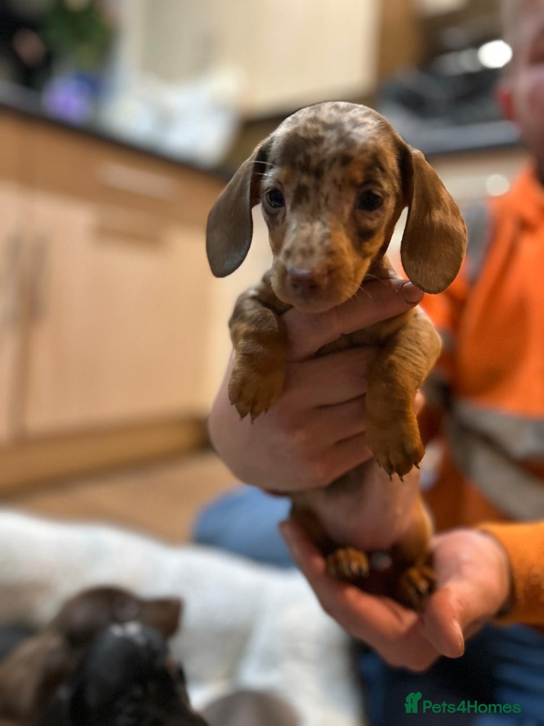 Miniature Dachshund dogs for sale: Stunning rainbow litter mini dachshunds - Advert 16