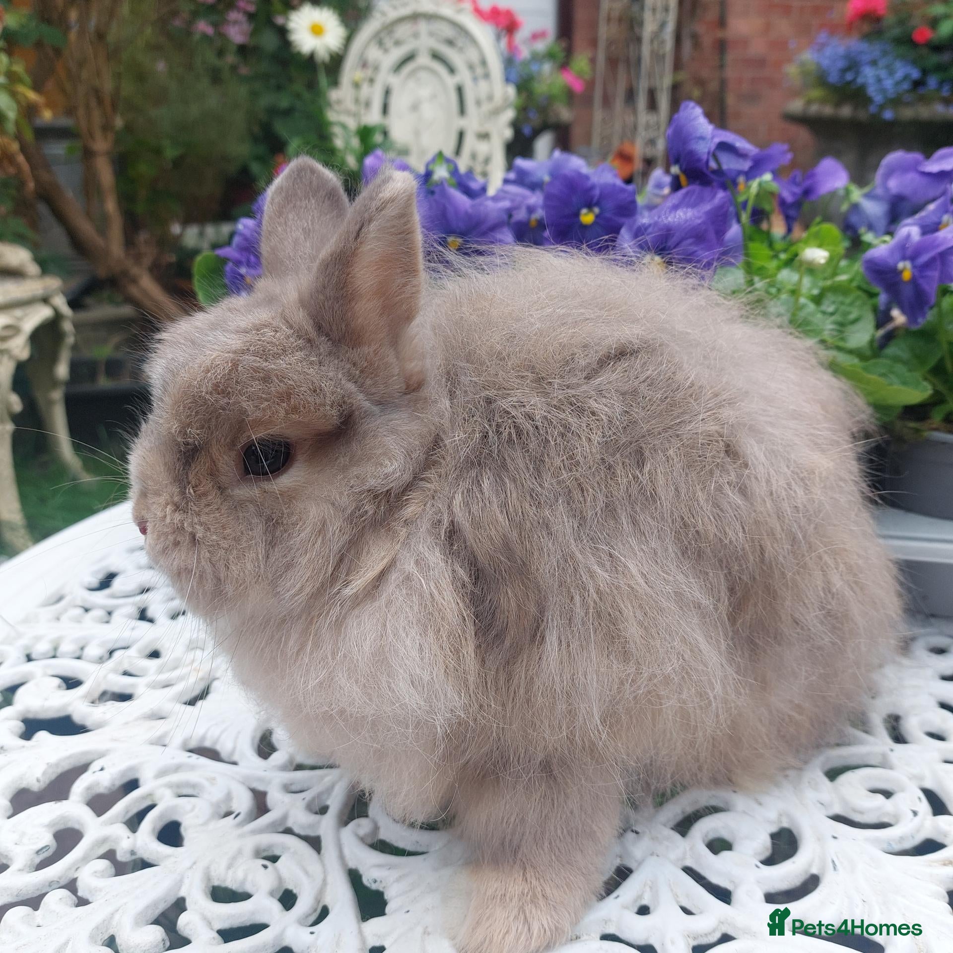 Cashmere Lop rabbits STUNNING JERSEY WOOLY BUCK  - Advert 2