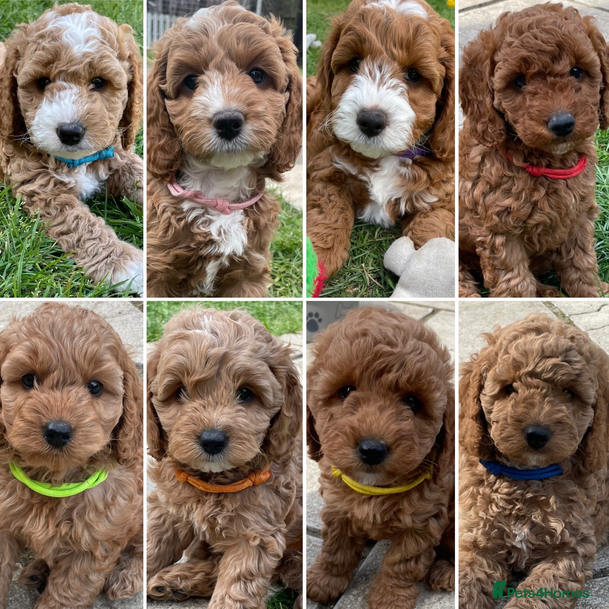 Cockapoo dogs Cockapoo puppies  - Advert 4