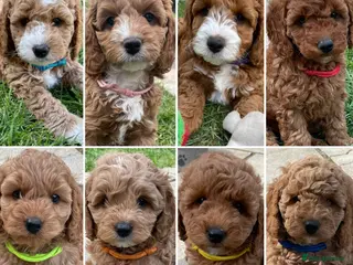 Cockapoo dogs Cockapoo puppies - Advert 4