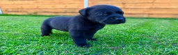 Labrador Retriever dogs for sale: KC Registered Labrador Babies 🐾🐾🐾 - Advert 18