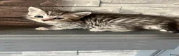 Maine Coon cats for sale: Maine coon x  - Advert 9