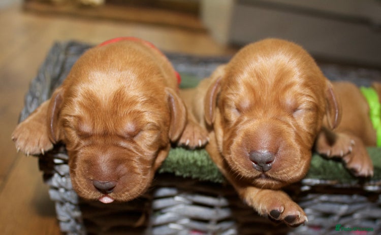 Labrador Retriever dogs - Advert 3