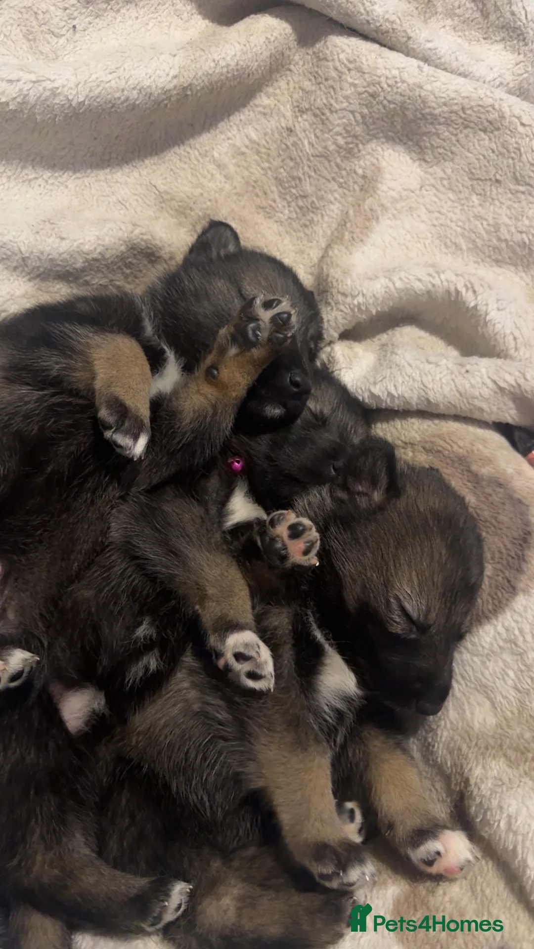 Shepsky dogs for sale: Husky cross German shepherd puppies - Advert 13