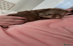 Pomeranian dogs for sale: GORGEOUS POMERANIAN PUPPIES  - Image 18