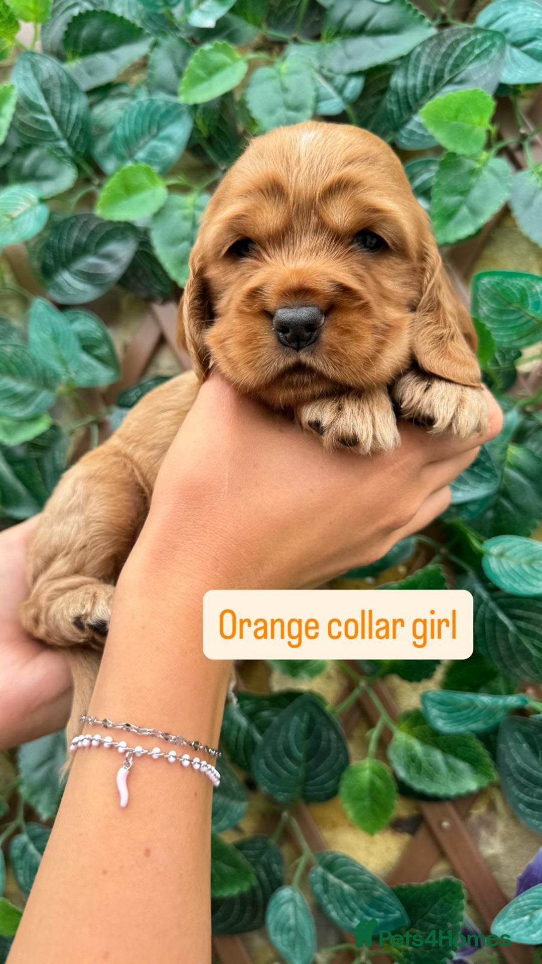 Cocker Spaniel dogs for sale: SUPERB SHOW TYPE COCKER SPANIEL PUPPIES  - Image 4