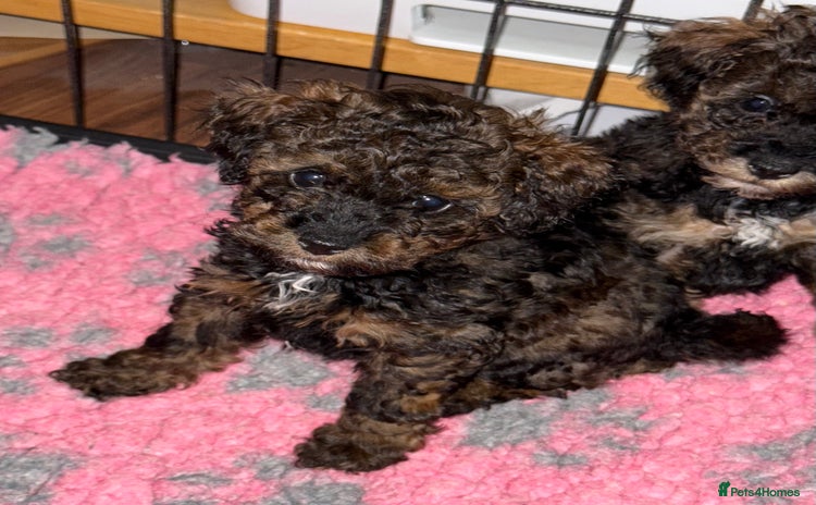 Toy Poodle dogs KC registered sable toy poodles  - Advert 4