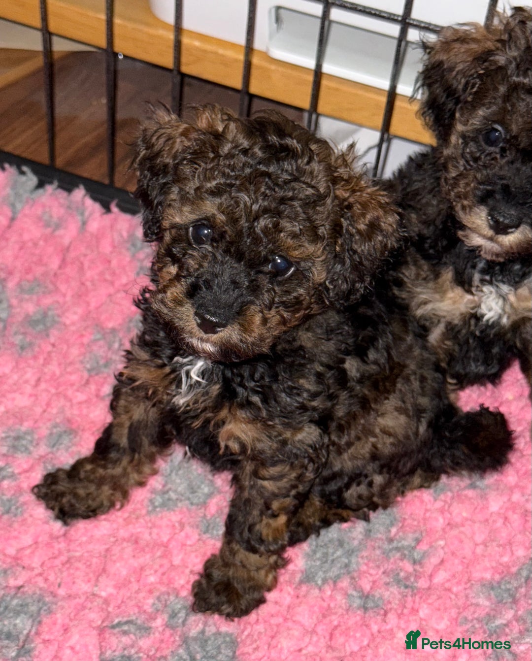 Toy Poodle dogs for sale: KC registered sable toy poodles  - Advert 1
