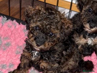 Toy Poodle dogs KC registered sable toy poodles - Advert 15