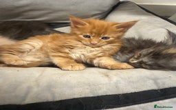 Maine Coon cats for sale: Beautiful main coon kittens for sale  - Advert 6