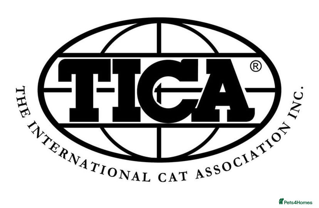 Savannah cats for sale: KIWANGA PEDIGREE F3 SAVANNAH KITTENS  - Image 23