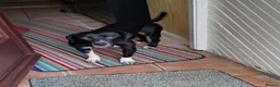Mixed Breed dogs for adoption: Meet Nora ❤️  in Manchester - Advert 5
