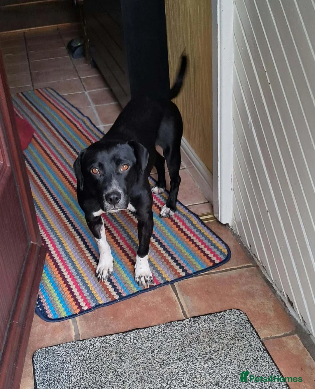 Mixed Breed dogs for adoption: Meet Nora ❤️  in Manchester - Advert 5