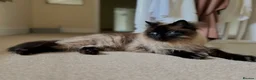 Ragdoll cats for sale: Beautiful Bonded Ragdolls, Brother & Sister  - Advert 6