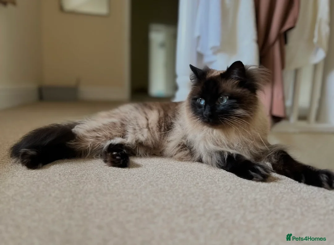 Ragdoll cats for sale: Beautiful Bonded Ragdolls, Brother & Sister  - Advert 6