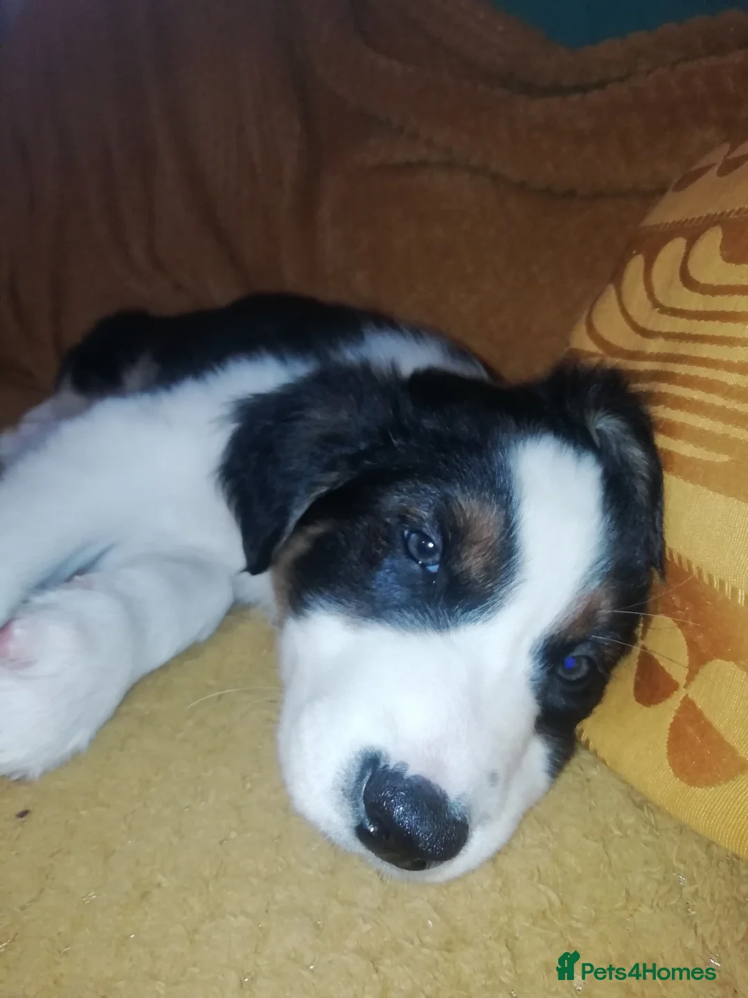 Border Collie dogs for sale: Adorable Border Collies for Sale - Advert 20