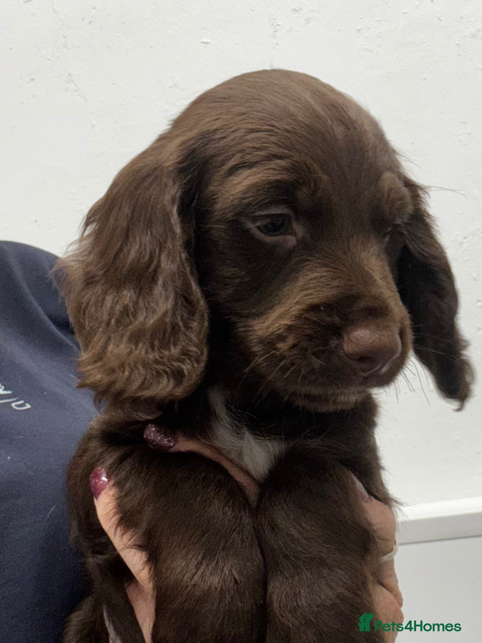 Cocker Spaniel dogs KC, Hereditary Clear,  Cocker Spaniel Pups - Advert 6