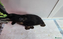 German Shepherd dogs for sale: Chunky German shepherd puppies for sale  - Advert 8