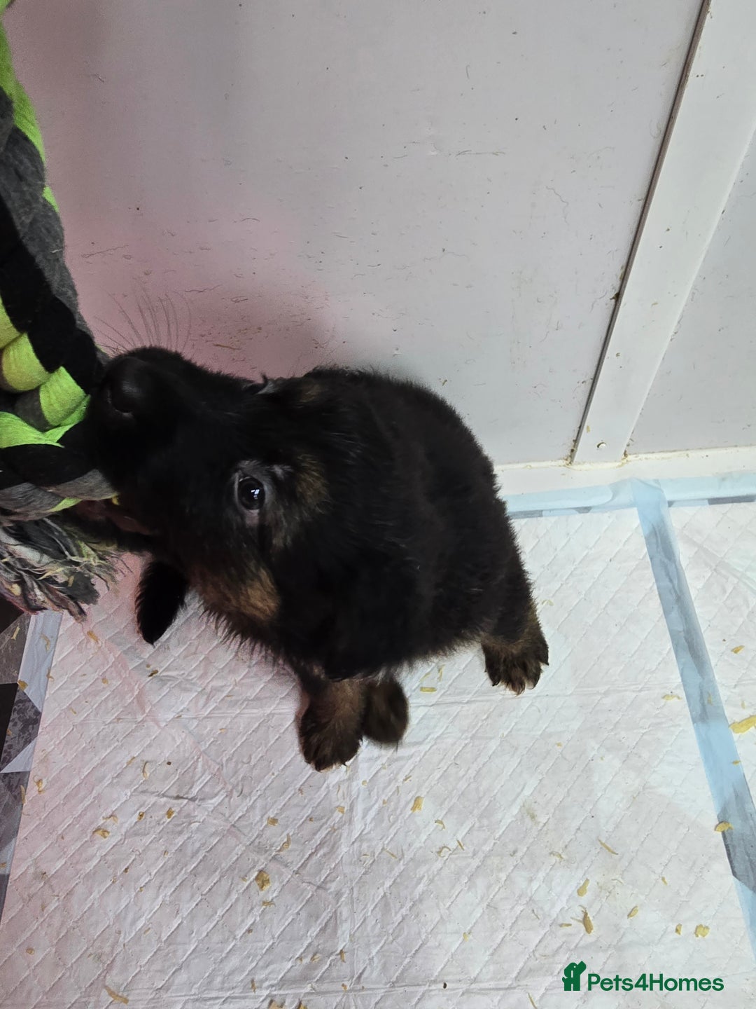 German Shepherd dogs for sale: Chunky German shepherd puppies for sale  - Advert 8