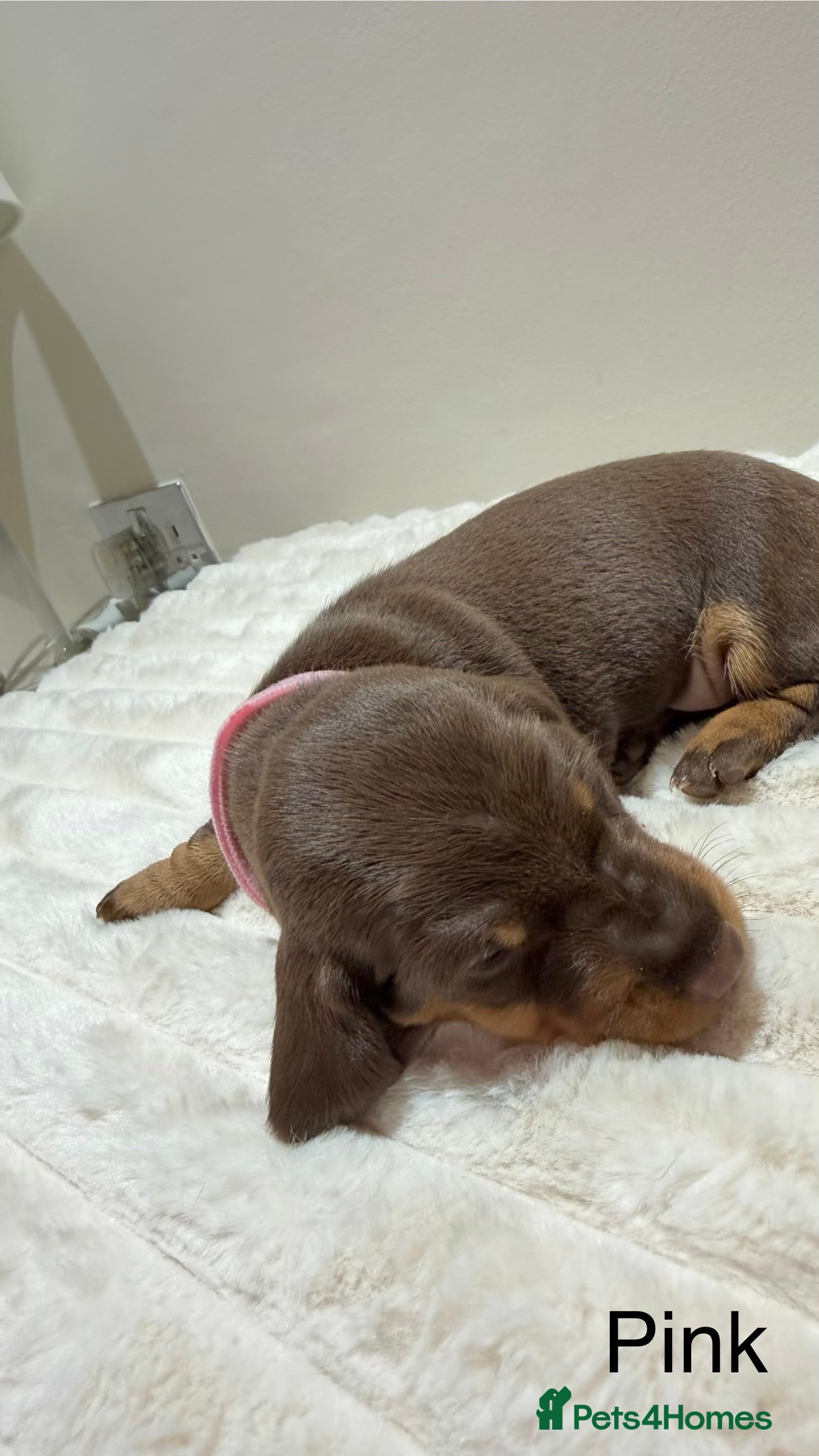 Miniature Dachshund dogs for sale: 🐾 Miniature Dachshund Puppies For Sale 🐾  - Advert 6