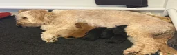 Australian Labradoodle dogs for sale: Australian labradoodle's  - Advert 4