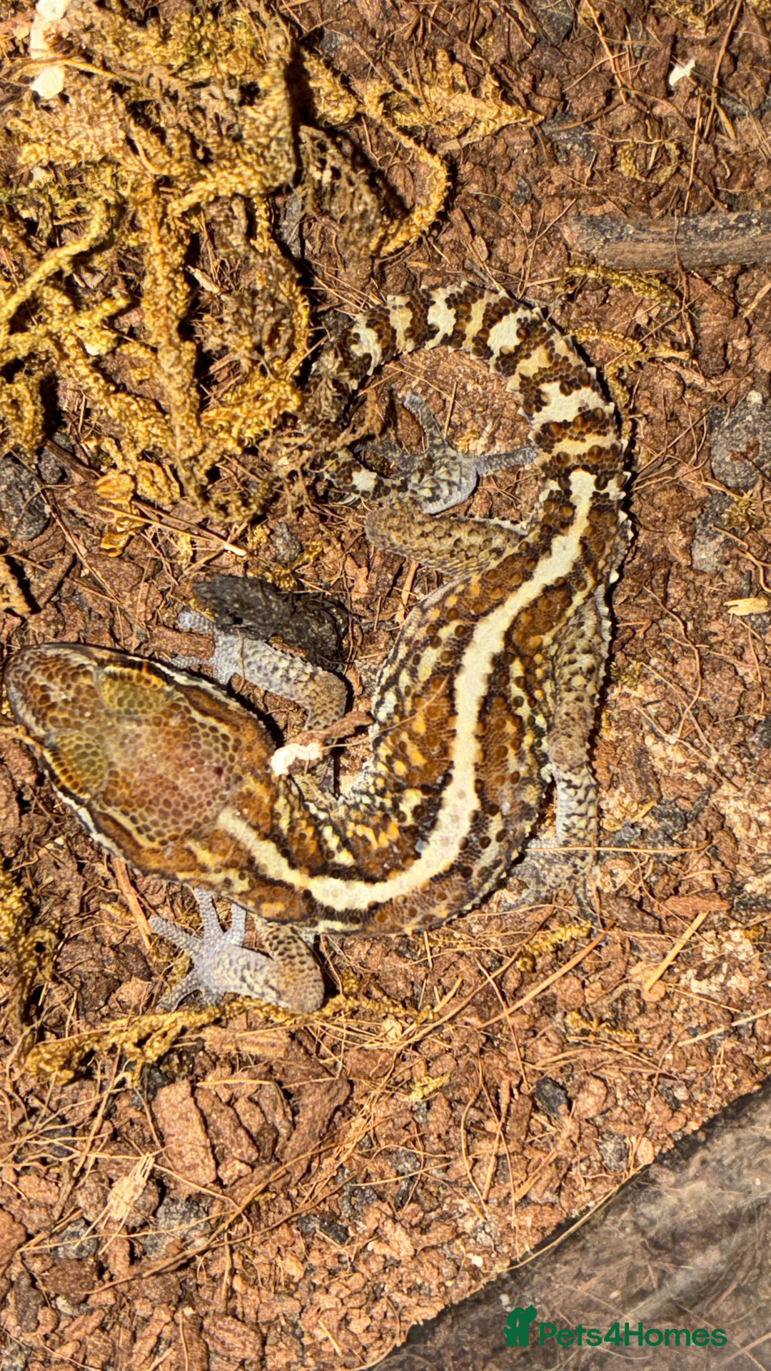 Gecko reptiles for sale: Juvenile Paroedura Pictus Geckos - Advert 2