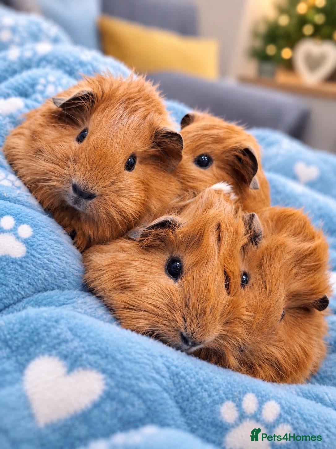 Guinea Pig rodents Funky&smooth coated guinea pigs  - Advert 16