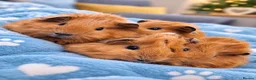 Guinea Pig rodents for sale: Funky&smooth coated guinea pigs  - Advert 1