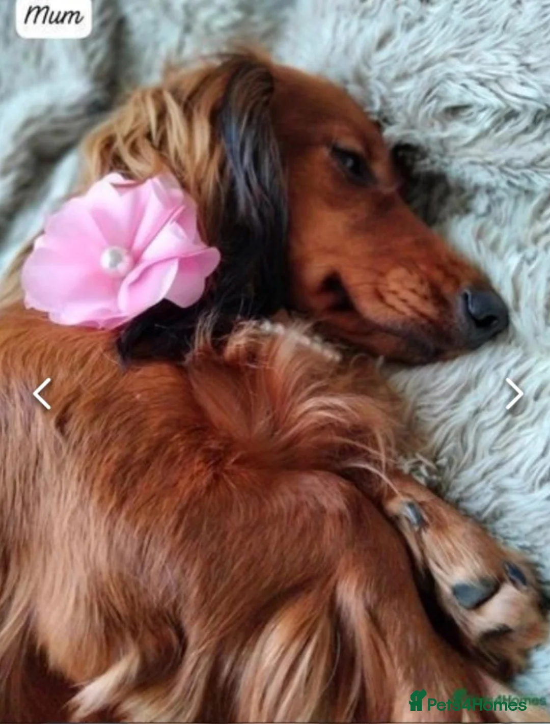 Dachshund dogs for sale: Longhaired Dachshunds small standardard - Advert 1