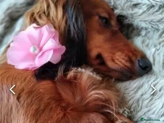 Dachshund dogs Longhaired Dachshunds small standardard - Advert 1